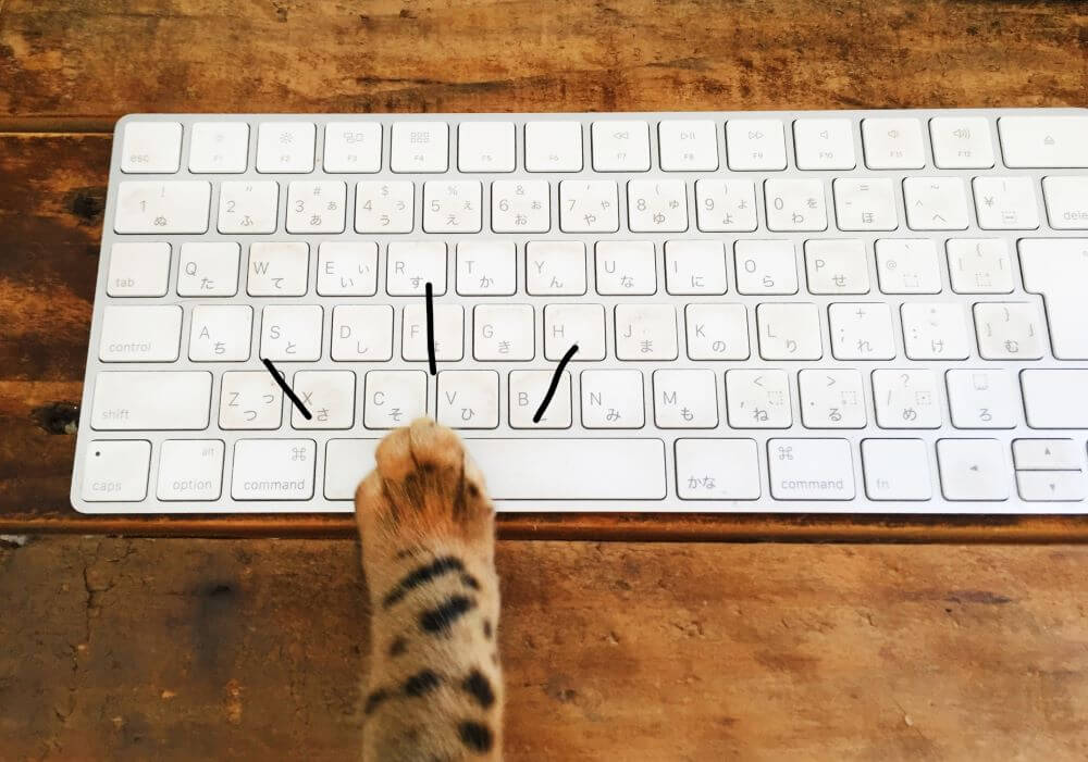猫の手がキーボード操作している